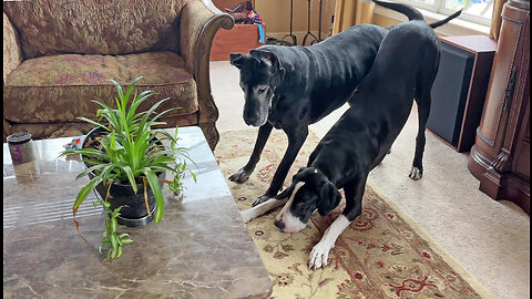 Pouncing & bouncing Great Danes pester cat to play whack a Dane