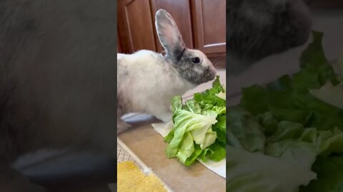Yummy Lettuce! 🥬 bunny eating ASMR