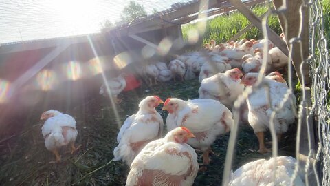 Five Week Old Chickens: update