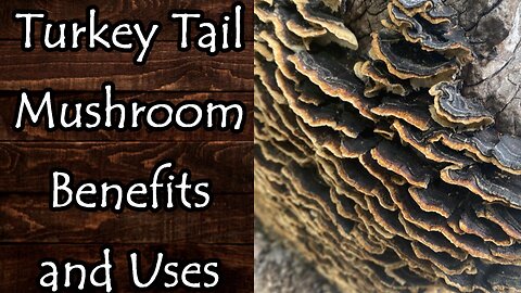Turkey Tail Mushroom (Trametes Versicolor) Benefits, Uses, and Identification