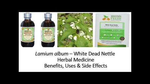 Lamium album - White dead nettle - Herbal Medicine - Benefits, Uses & Side Effects