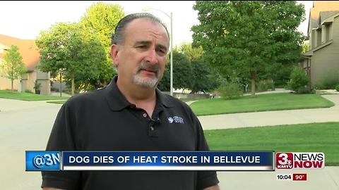Dog dies of heat stroke in Bellevue