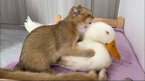 Funny duck is conquered by the kitten! The kitten wants to eat the duck😂 Funny and cute animals