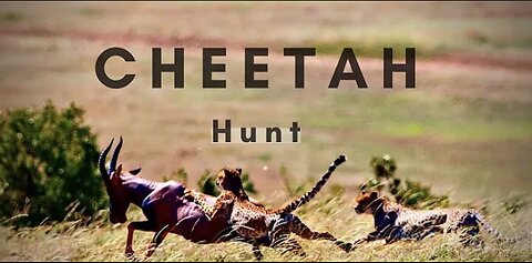 A Cheetah Hunting | Animals | The Animal Farm