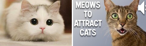 Sounds that attract cats - Meow to make cats come to you