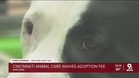 Fees waived as heat challenges full animal shelter