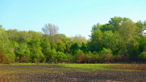 Chechnya Sounds of nature, forest noise, birdsong _ nature of the Caucasus