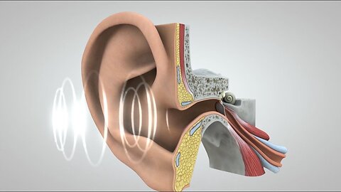 Journey of Sound to the Brain