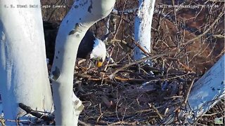 U. S. S. Eagles - Mom cleans beak (feaking)