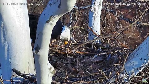 U. S. S. Eagles - Mom cleans beak (feaking)