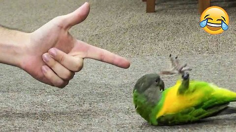 Smart Talking Parrots 🦜 - Funny Animals Video | ThePetsTown