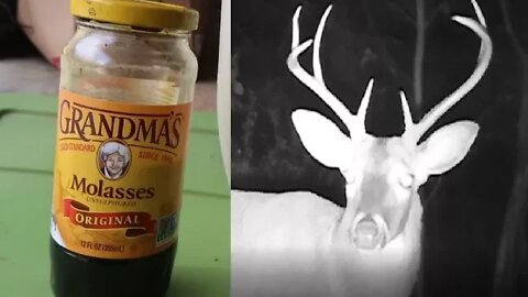 MOLASSES for ANIMAL ATTRACTANT - TRAIL CAMERA FOOTAGE