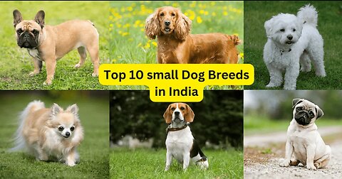 Top 10 small dog breed - easily available in usa
