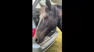 Horse In The Van. #shorts