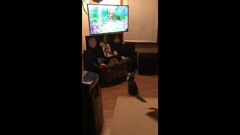 Donny watches birds on TV