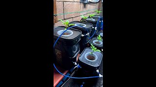 Hydroponic greenhouse