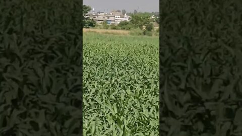 Beautiful Corn 🌽 Field #dailyhackness #ytshorts #challenges #doityourself #useful #viral #viral2022