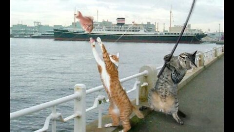 The cat ran away for fear of the fish