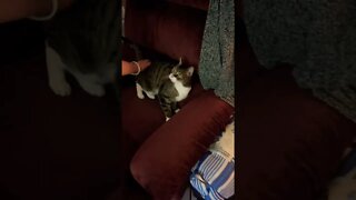 Petting my cute Cat on a chair