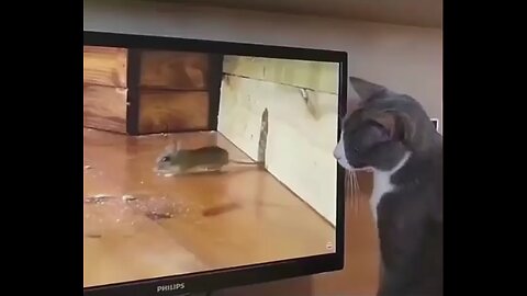 Cat Tom And Mouse Jerry Hidding