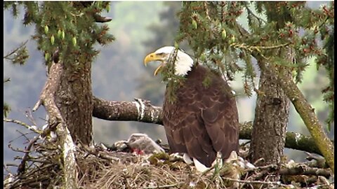 Webcam in Eagles nest , Can you believe that !!!!!!!!!!!!!