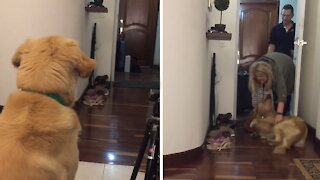 Best friend returns home and this Golden Retriever is the happiest dog