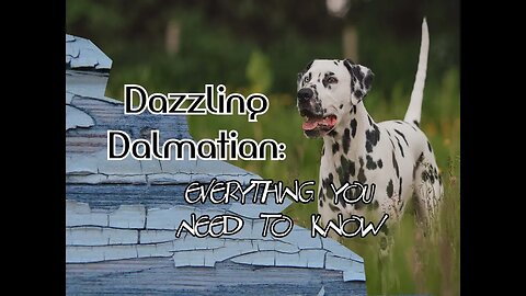 Everything you need to know about Dalmatian