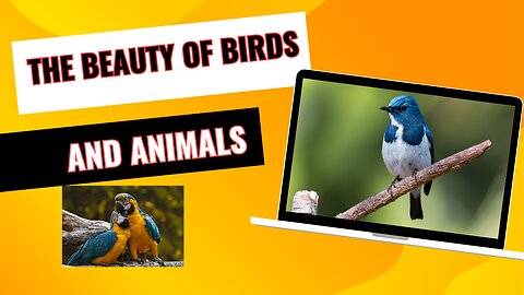 The Beauty of Birds and Animals