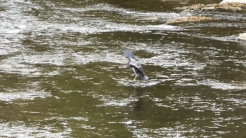 Great Blue Heron on the move Humber River