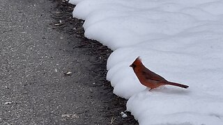 Love winter Cardinals 😍😍😍😍