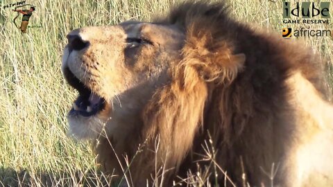 2 Male Lions Roaring In The African Savanna