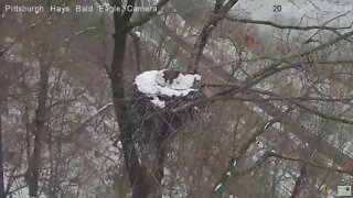 Hays Eagles Mom brings in huge stick Now where to put in snowy nest 2020 12 21 1229pm