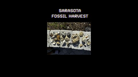 The Fossil Harvest from East #Sarasota - 11 miles from the existing shoreline.