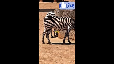Symbiotic relationship between Zebra and Ostrich