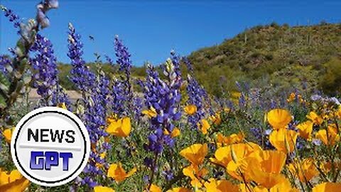 Gorgeous 'super bloom' of wildflowers happening in California, Arizona