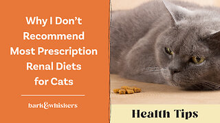 Why I Don’t Recommend Most Prescription Renal Diets for Cats