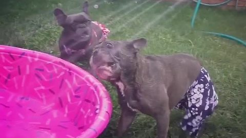 French Bulldogs in bathing suits play with water hose