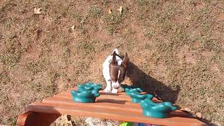 Chihuahua climbs ladder to go down slide