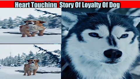 Beautiful Video Of Dogs Loyalty|Once You Have A Dog You Have Every Thing