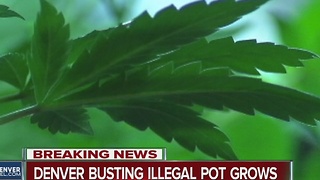 Denver Police target illegal marijuana grows, more than 30 addresses involved