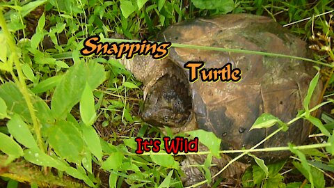 Snapping Turtle In Bushes