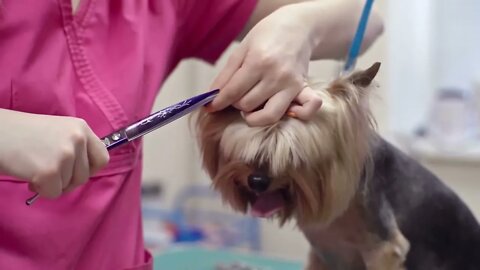 Close up of female groomer cutting hair from ear of Yorkshire terrier with scissors