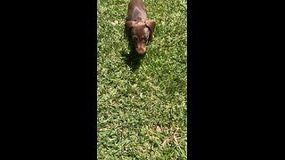 Dachshund Puppy