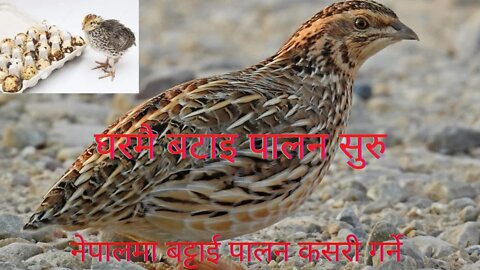 batai palan in nepal# quail farm in nepal # quails for beginners # नेपालमा बट्टाई पालन कसरी गर्ने