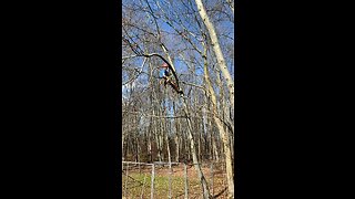 Limbing a tree￼