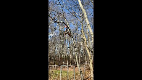 Limbing a tree￼