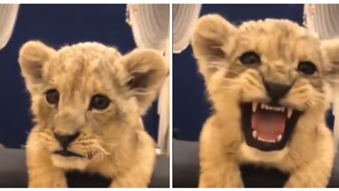 Hear me roar!!!! rwwwwww rwww rwwwww