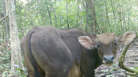 Young gaur staring at camera trap at Khao Sok National Park, Thailand