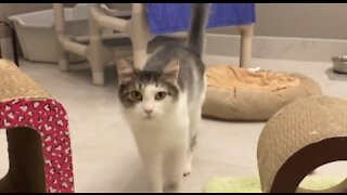 Sunrise Humane Society overflowing with adoptable pets