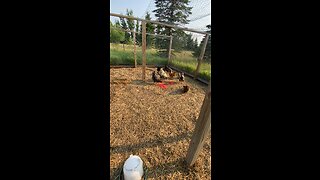 Chickens enjoying their watermelon